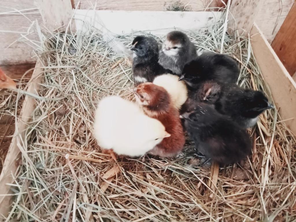 Altri animali domestici presso l'affittacamere o nei dintorni