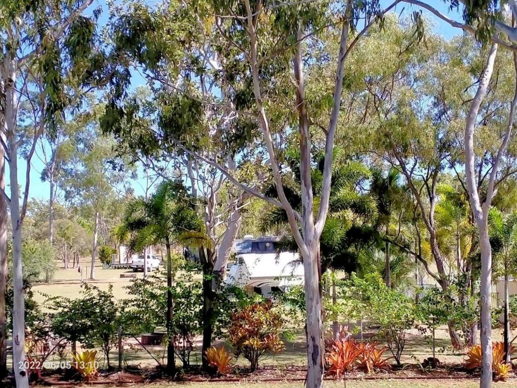 een groep bomen in een park met een busje op de achtergrond bij Tamarind Gardens Camping, Caravans, Accommodation in Almaden