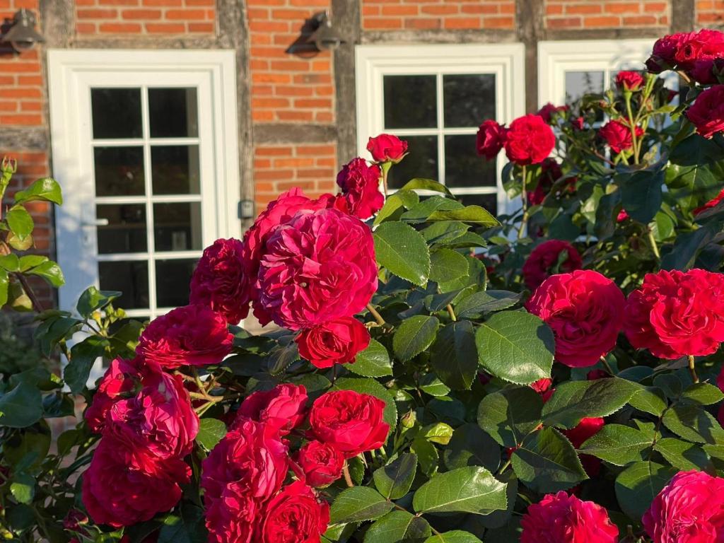 a bush of red roses in front of a house at Ferienwohnung Wussegel in Hitzacker