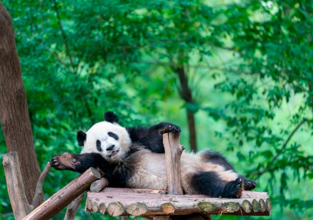 a panda bear laying on top of a chair at Crowne Plaza Chengdu City Center by IHG in Chengdu