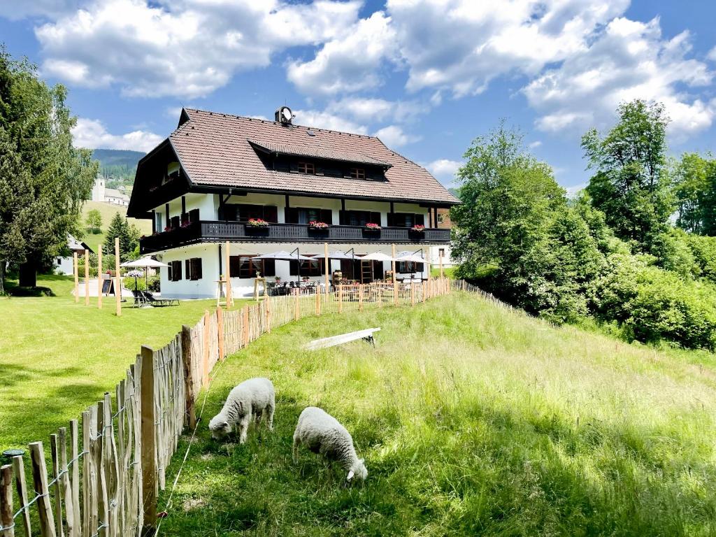 drei Schafe, die auf einem Feld vor einem Haus weiden in der Unterkunft Gasthof Arriach in Arriach