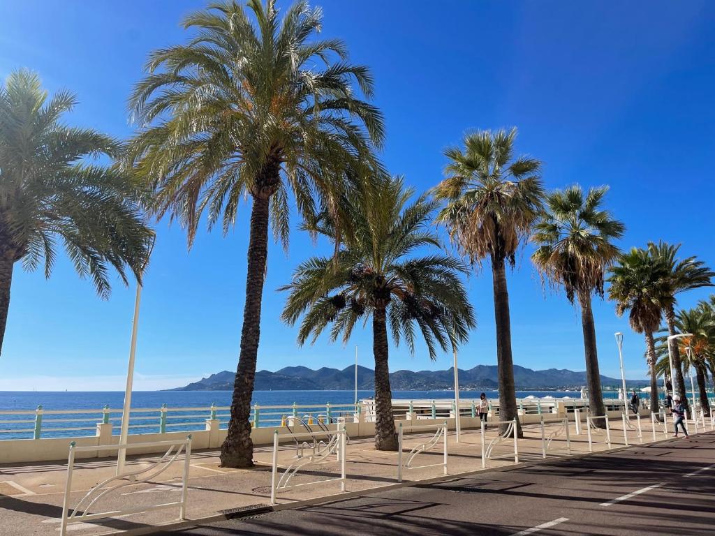 Une rangée de palmiers sur la plage dans l'établissement Beach Studio Cannes, à Cannes