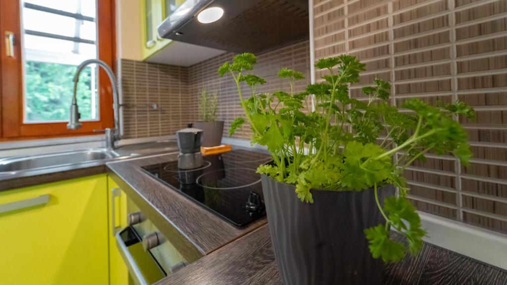a kitchen with a potted plant on the counter at Holiday house Kajfes in Brod na Kupi