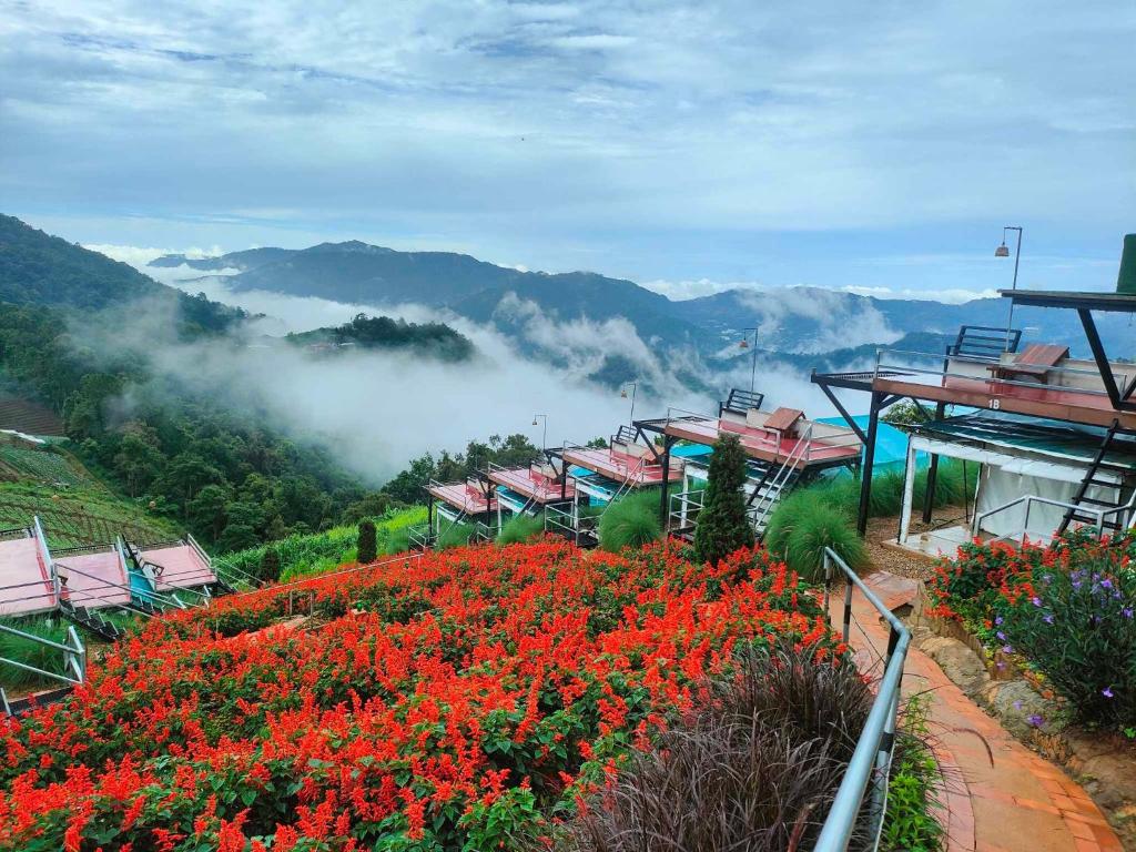 uma vista para um campo de flores vermelhas nas montanhas em แสงเหนือแคมป์ปิ้งม่อนแจ่ม em Ban Mae Raem