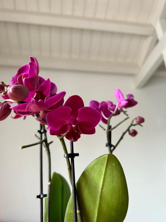 科拉托的住宿－A due passi da，花瓶里一群紫色的花