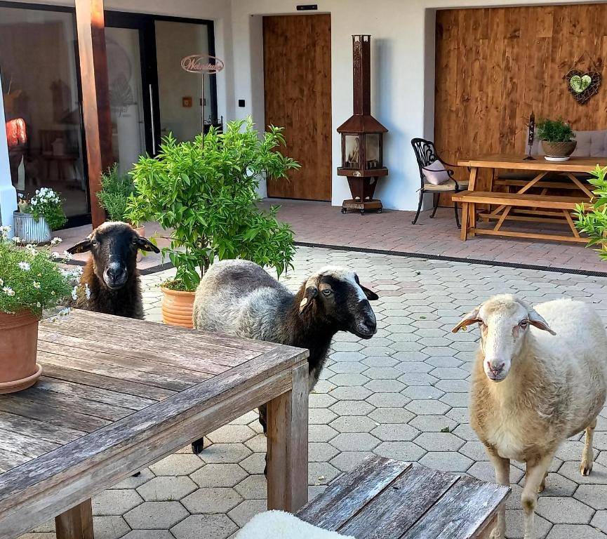 Zvířata v aparthotelu nebo okolí