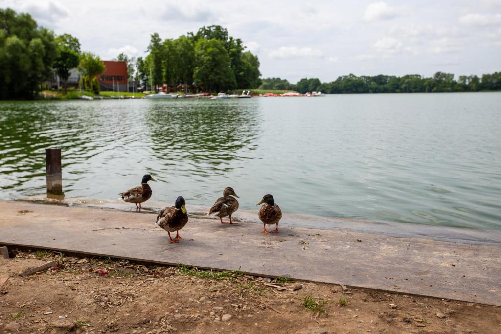 a group of ducks standing on a dock near a lake at noclegi u zabki in Ełk