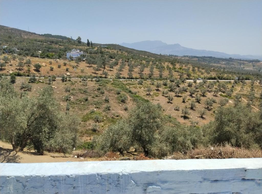 a field of olive trees on a hill at شقة للكراء اليومي في شفشاون in Chefchaouen