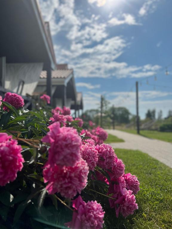 a bunch of pink flowers in front of a house at Goose Home and Garden in Łeba