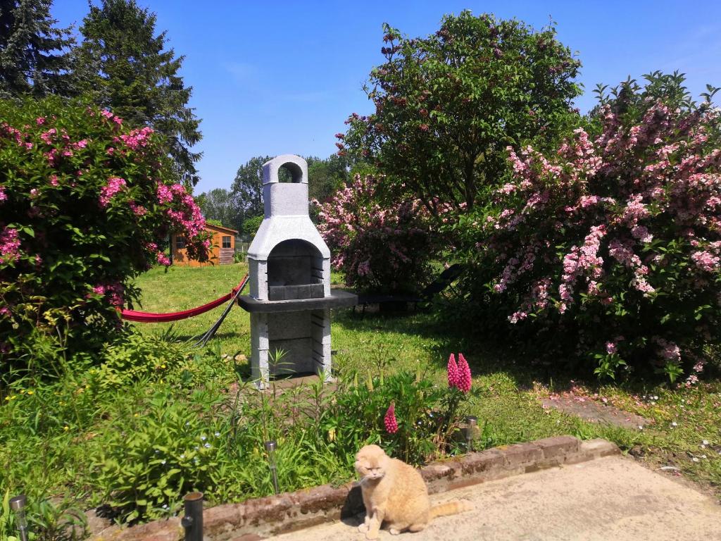 un chat assis devant une maison ornithologique dans l'établissement Le nid d'hirondelle, à Yzengremer