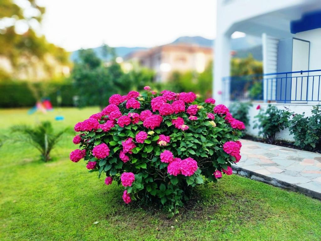 Zahrada ubytování Villa Riviera