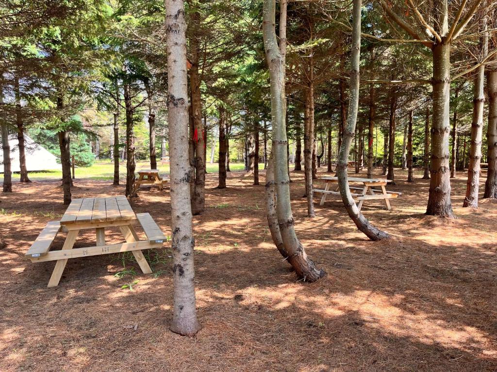 a picnic table in a forest with trees at The Red Fox Campground in Brackley Beach