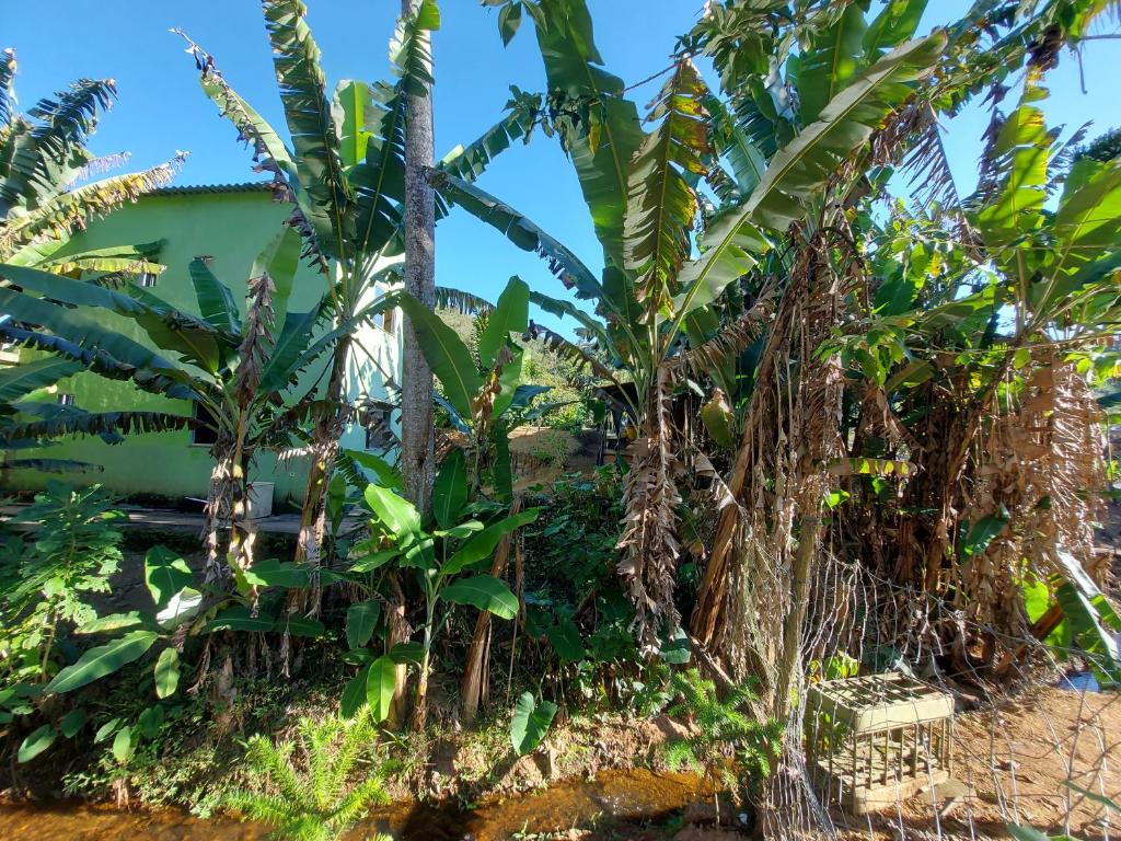 un gruppo di banani di fronte a un edificio di Teresópolis Hostel a Teresópolis