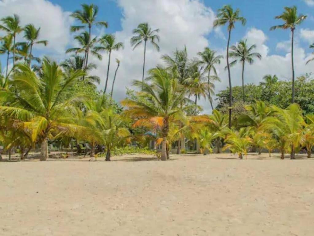une rangée de palmiers sur une plage de sable dans l'établissement EL Bonito II Juan Dolio DR 2 room sleeps6 1queen bed 2twin bed 1sofa bed, à Juan Dolio