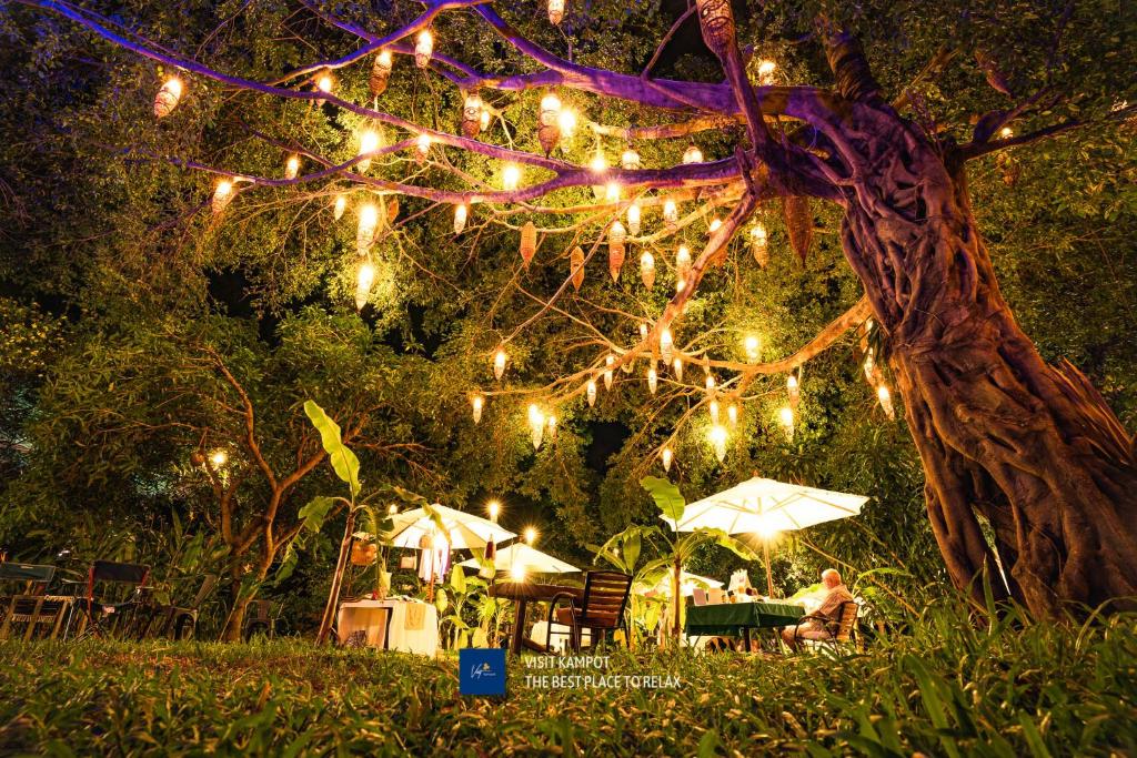 Devi Kampot Resort at Phum Kampot في كامبوت: شجرة مع أضواء متدلية منها مع شخص يجلس على طاولة