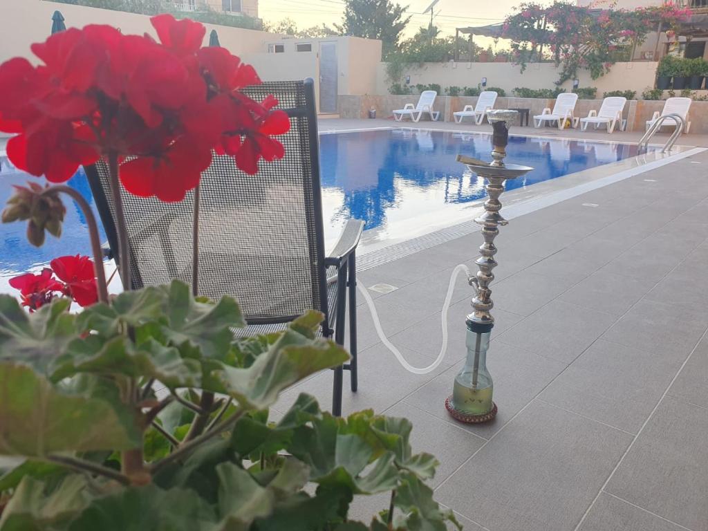 Bazén v ubytování Salome Hotel nebo v jeho okolí