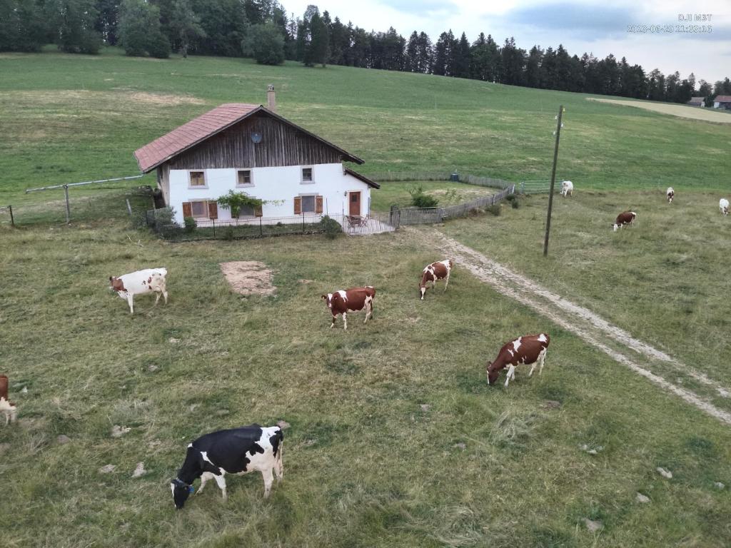 una manada de vacas pastando en un campo con un granero en la ferme de la gaby, en Le Noirmont