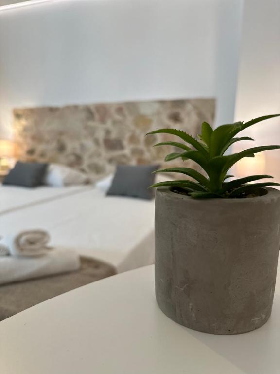 a potted plant sitting on a table in a hotel room at Valente Rooms Kythira in Kythira