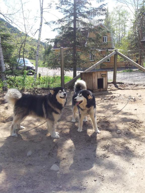 two dogs are standing next to each other at Grangette Entre Chiens et Loups in LʼAnse-Saint-Jean
