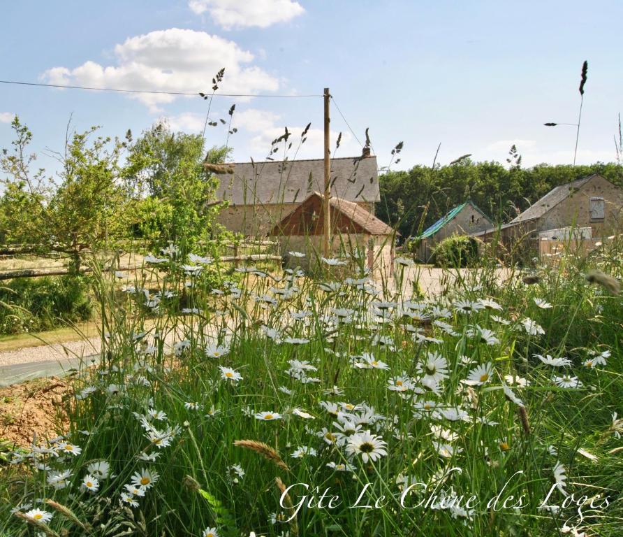 un champ de fleurs blanches dans l'herbe dans l'établissement Gîte familial pour 6 pers en campagne, à Bouère