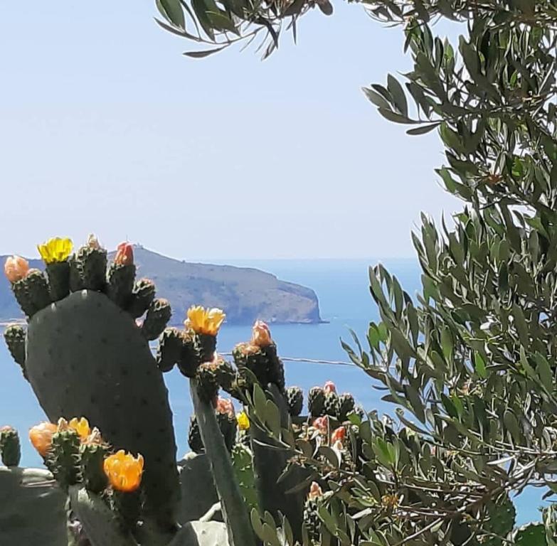 a prickly pear cactus with a view of the ocean at La Strettoia in Caprioli