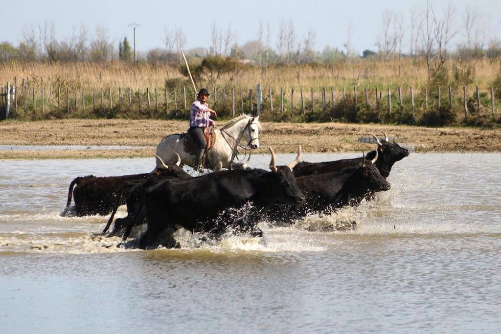 ein Mann, der mit Vieh auf einem Pferd im Wasser reitet in der Unterkunft Maison à 800m des Remparts in Aigues-Mortes