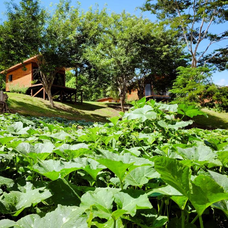 Jardin de l'établissement Yumas Riverfront Lodge