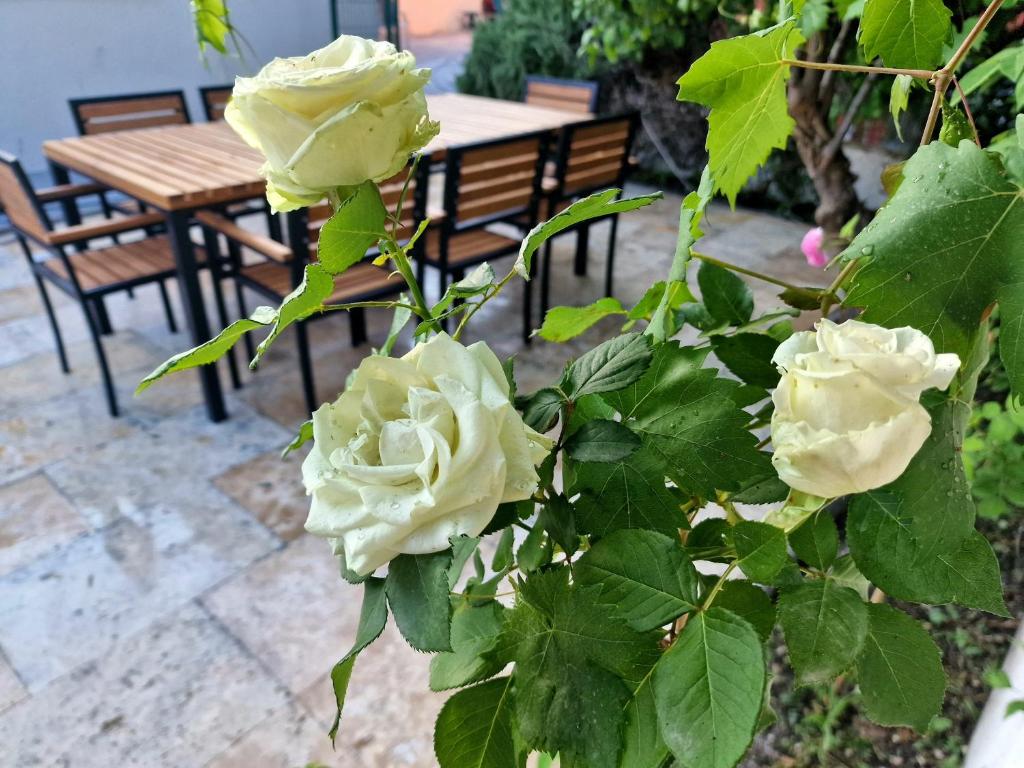 Fotografie z fotogalerie ubytování Premium apartment ALBA ROSA ve Splitu