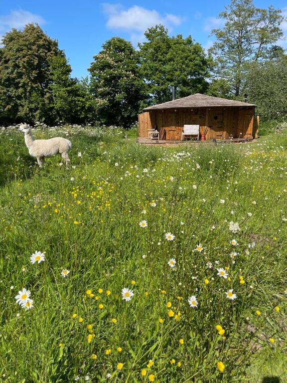 Zahrada ubytování Acorn Glade Glamping