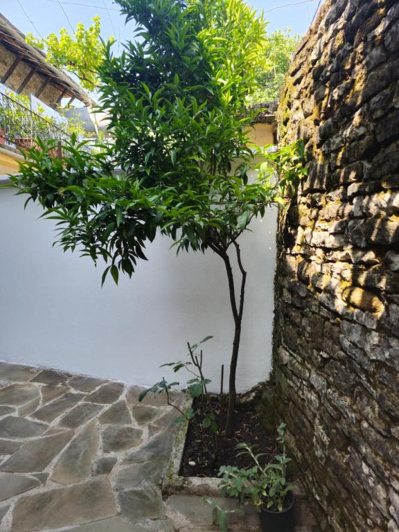 Zahrada ubytování Traditional House Shapllo