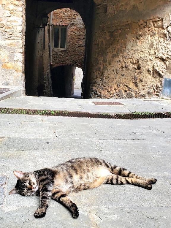Domáce zviera alebo zvieratá hostí v ubytovaní CASINA TOSCANA, Cozy studio in the heart of Campiglia Marittima with FREE Wi-Fi
