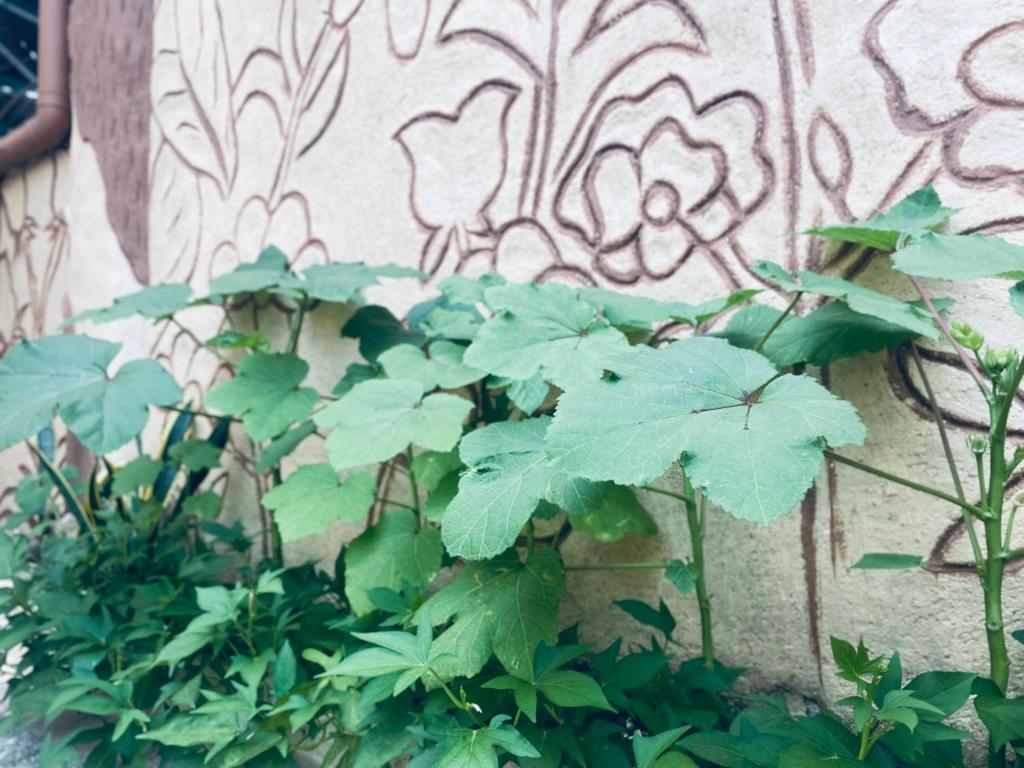 Zahrada ubytování Teo’s Spacious and Affordable Home in Cabanatuan