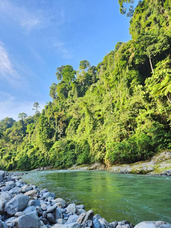 a river with rocks in front of a mountain at Jungle Inn Bukit lawang in Bukit Lawang