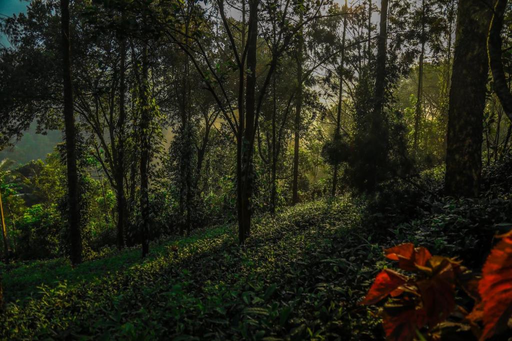 a path in a forest with trees and leaves at Southern Panorama Indriya Resorts & Spa in Munnar