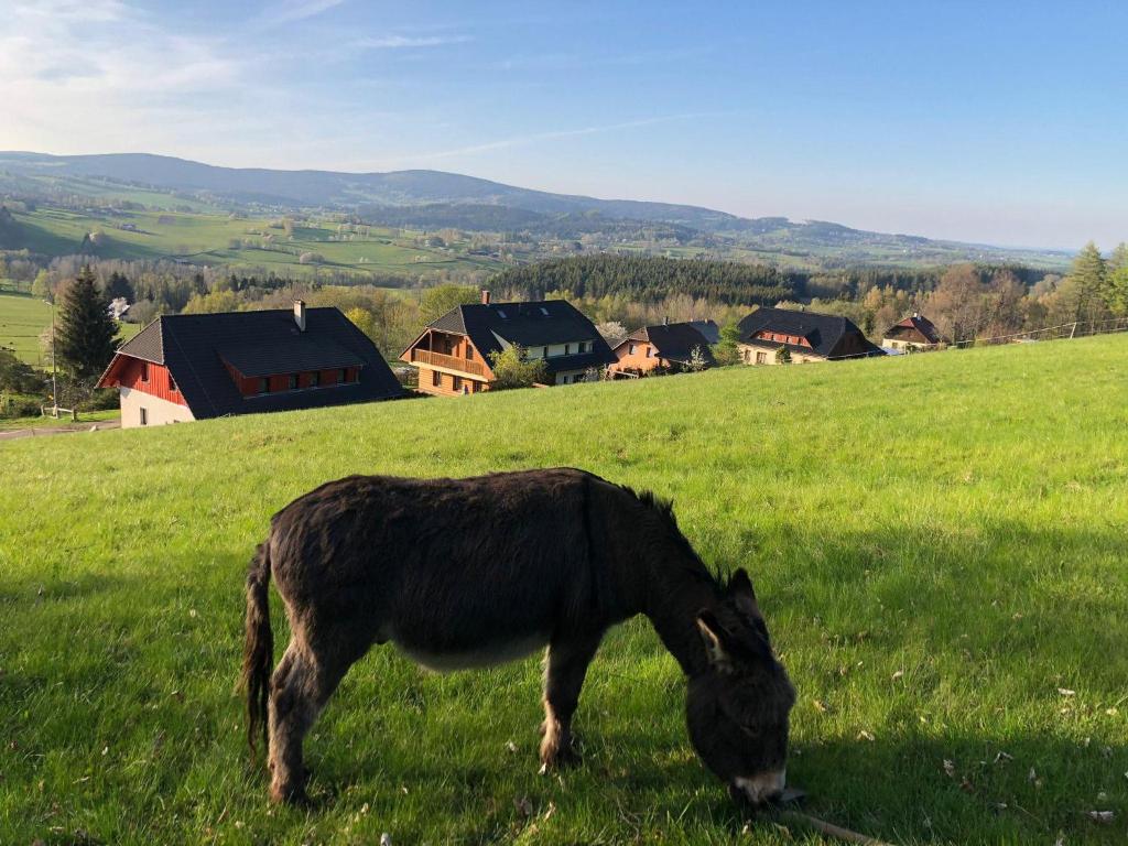 een ezel die graast in een veld van groen gras bij U Oslíka in Zdíkov