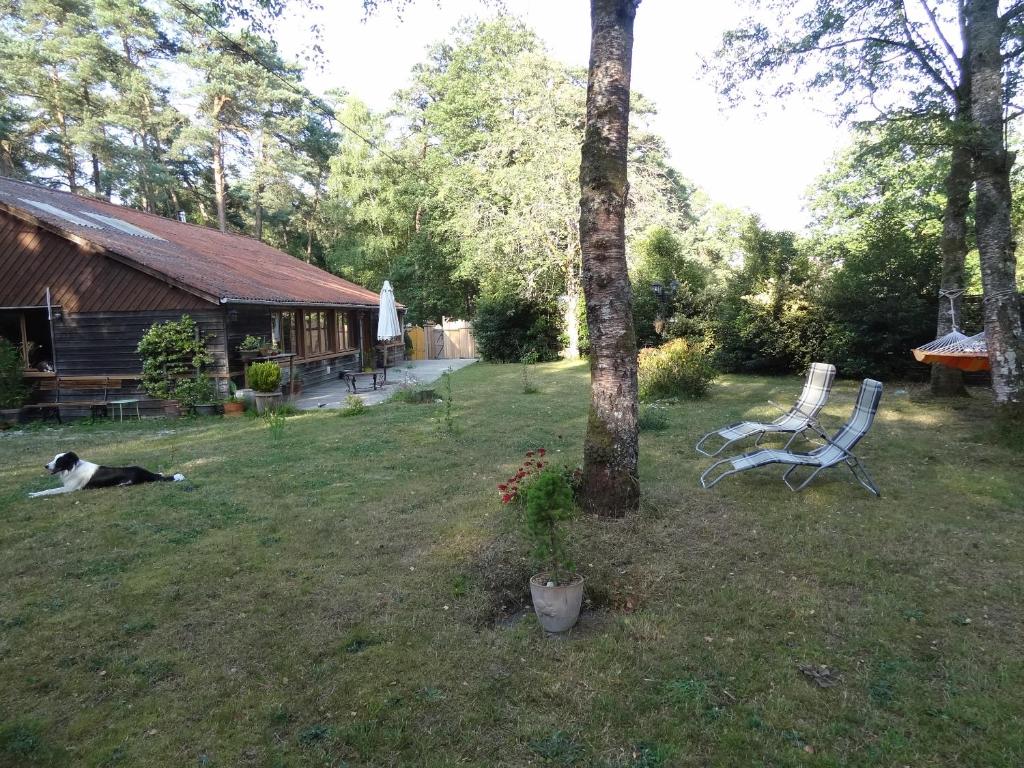 a dog laying in a yard next to a tree at Les Chambres de la Forêt in Juvigny-sous-Andaine