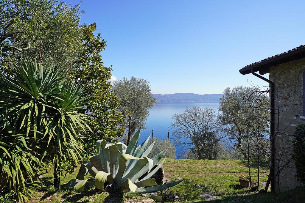 un cactus dans une cour avec vue sur un lac dans l'établissement Ville in uliveto vista lago - VILLA CASALIVA, à Pulciano