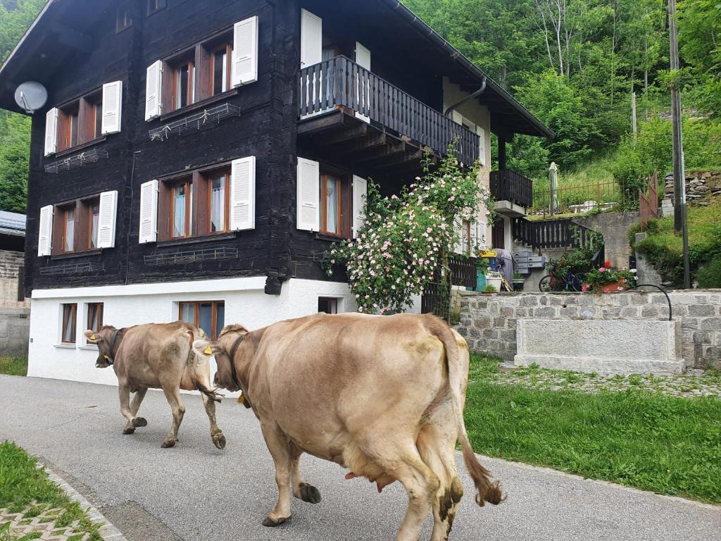two cows walking down a road in front of a house at Margherita Apartment by Quokka 360 - apartment in wooden house in the village of Osco in Faido