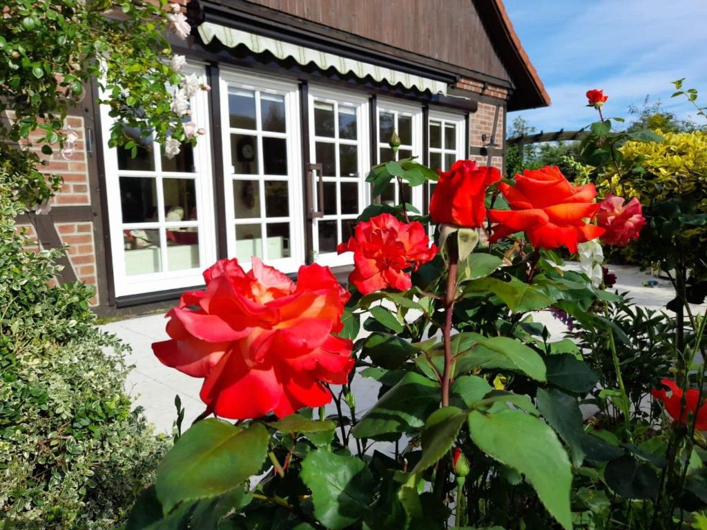 um grupo de rosas vermelhas em frente a uma casa em Ferienhaus Gartower See em Gartow