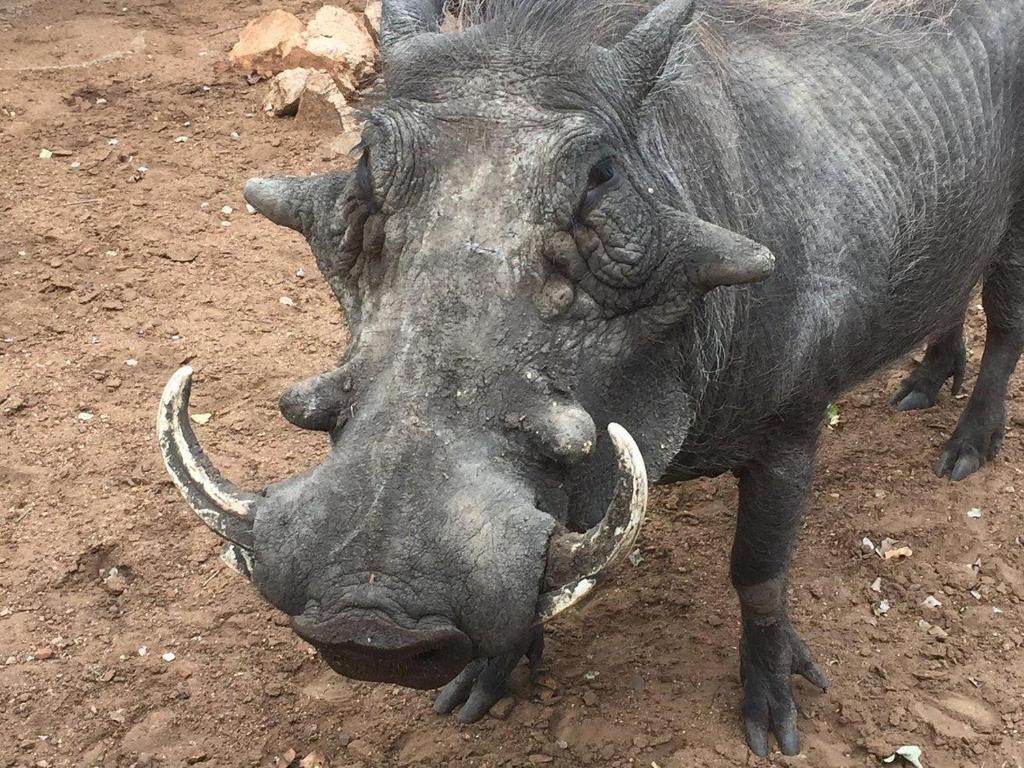 Altri animali domestici presso il bed & breakfast o nei dintorni