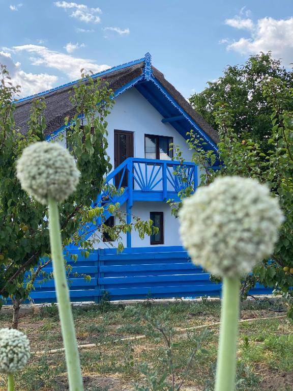 Zahrada ubytování Casa Enisala
