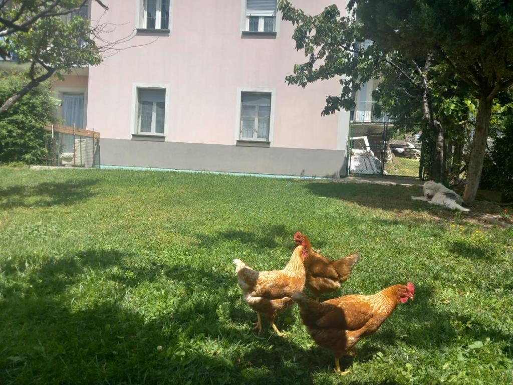 Állatok a nyaralóban vagy a közelben