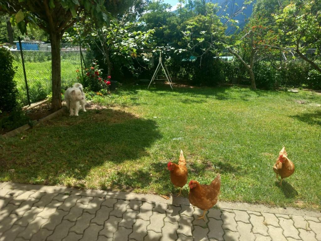 A garden outside Casa Sergio