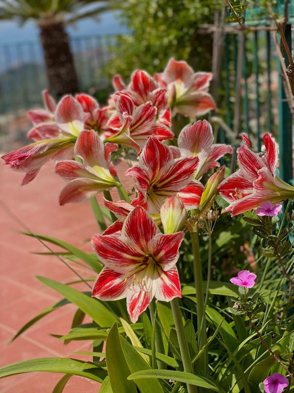 BellaVista Apartments - 18