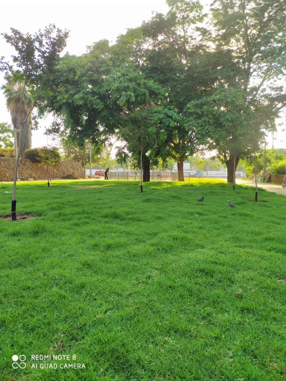 un champ d'herbe verte avec des arbres en arrière-plan dans l'établissement דירה נעימה ומפנקת באזור יפו, à Tel Aviv