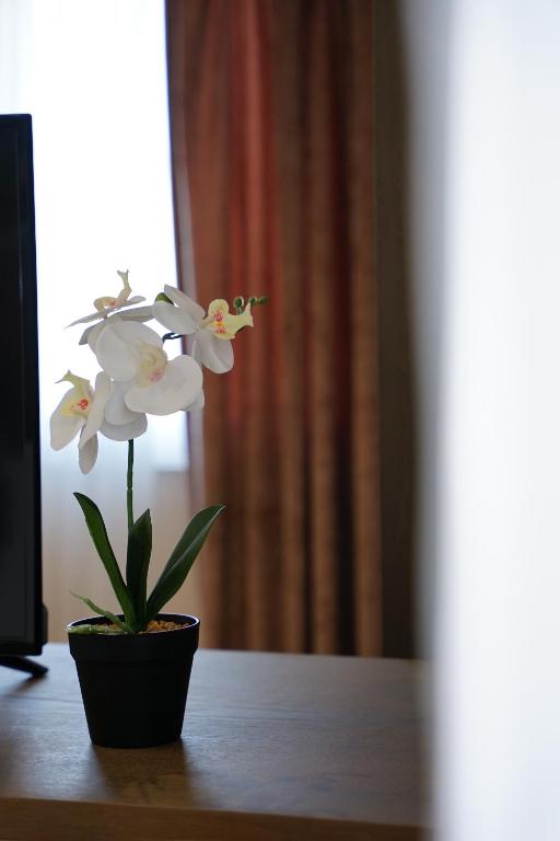 a plant in a pot sitting on a table at Doanesia Premium Hotel & Spa in Tirana