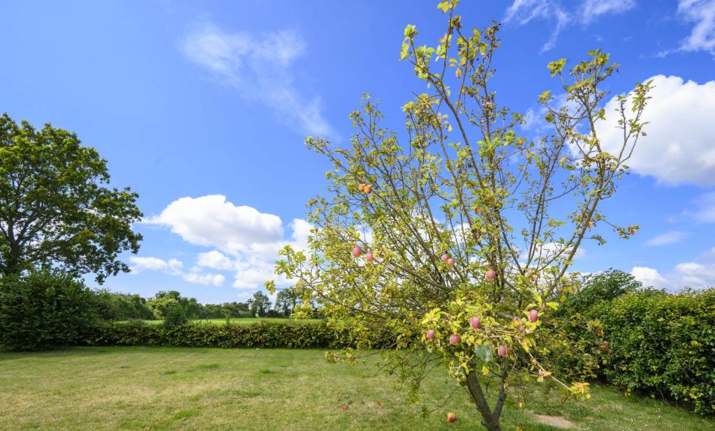 uma árvore com flores cor-de-rosa num quintal em APPLEDOWN - Secluded Rural Retreat in Kingsdown, 10 mins to BEACH em Kent