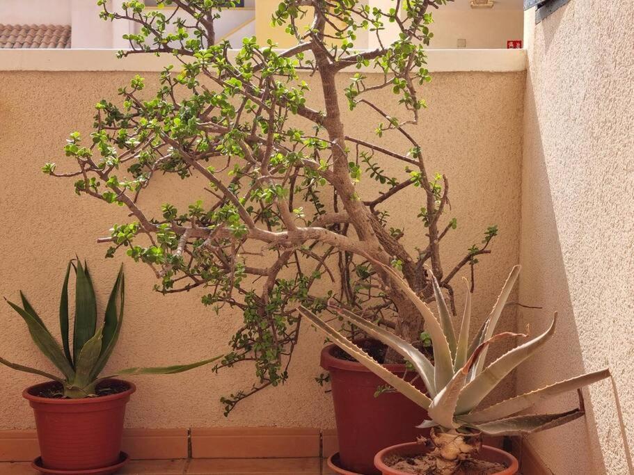 two plants in pots sitting next to a wall at Apartment with roof terrace, Mar de Cristal in Mar de Cristal