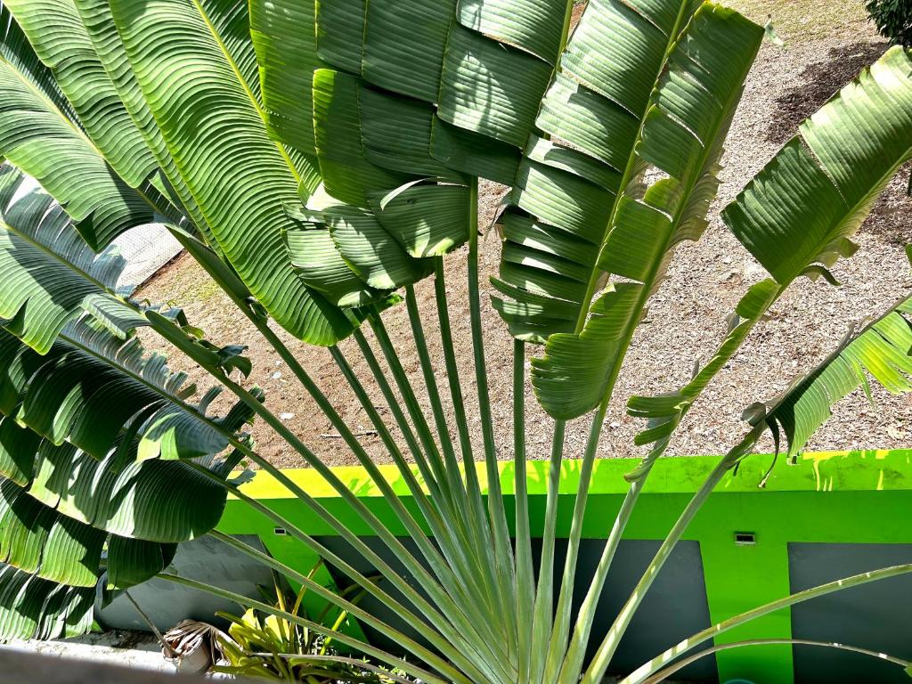 Zahrada ubytování Vieques Good Vibe Guest House