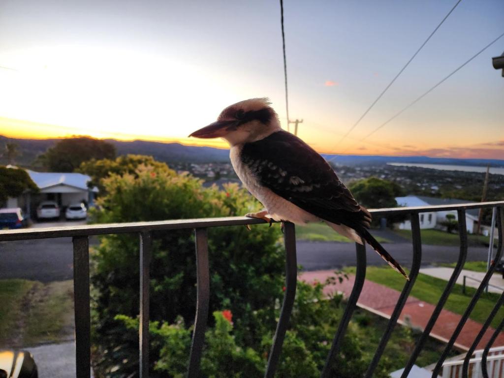 a bird sitting on the railing of a balcony at Bateau Family Retreat - Magical sunset views in Bateau Bay